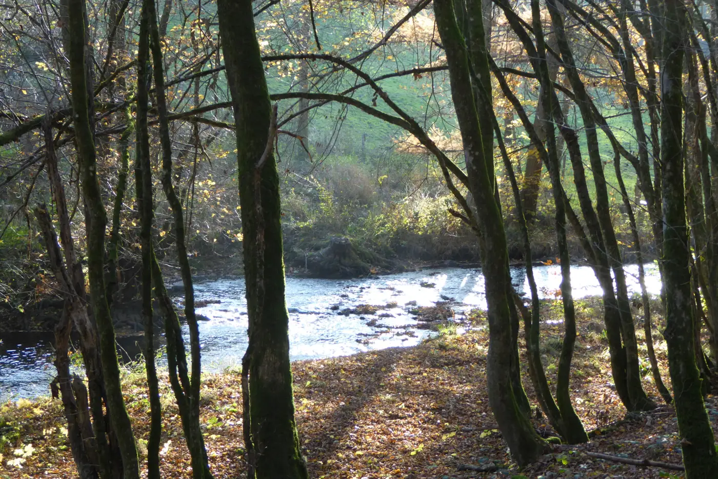 Cottage for 4 people in Daverdisse Chanrion